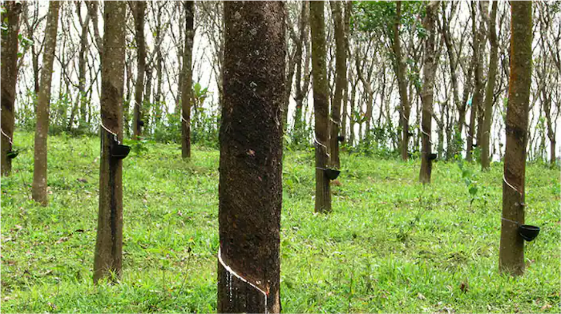 Rubber Plantation