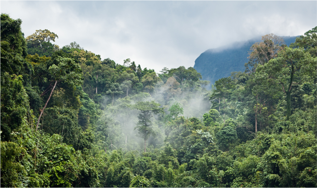 Forest-Green Cover (Representational Image)