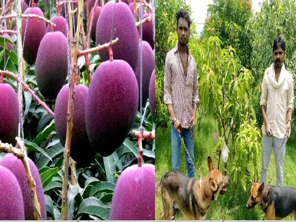 After, burglars tried to steal mangoes from their orchard, the couple employed security guards and dogs