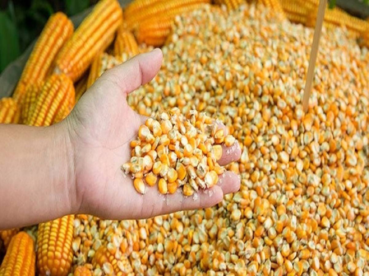 Maize prices in the domestic market have risen from Rs 18,000 per tonne last year to over Rs 25,000 per tonne now,