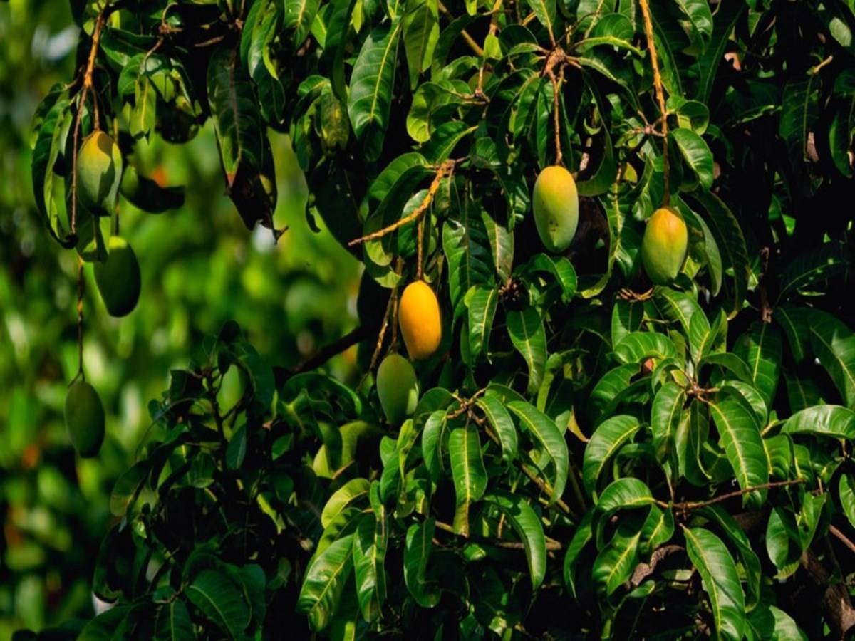 Even if it rains once again, both cashews and mangoes will be affected
