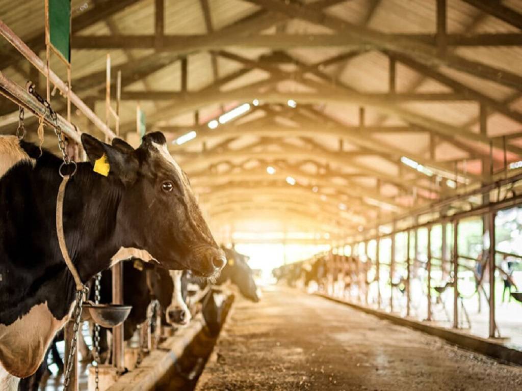 Dairy farming has slowly become a profitable venture