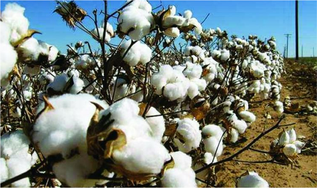 Cotton Bales