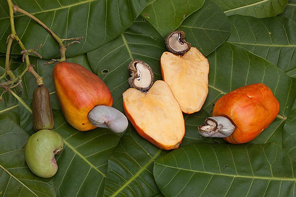 According to Subash Panda, a cashew grower in Puri ,crops that were not fully damaged will suffer quality loss and earn lower prices because the cashew processing unit will look for excellent quality kernels.