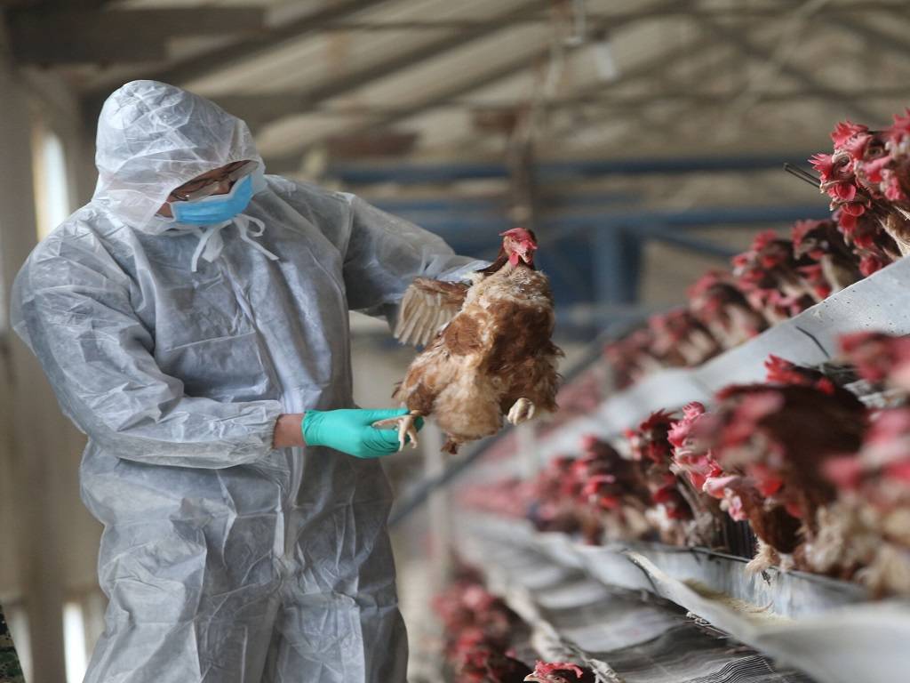 First case of bird flu in humans has been recorded in China