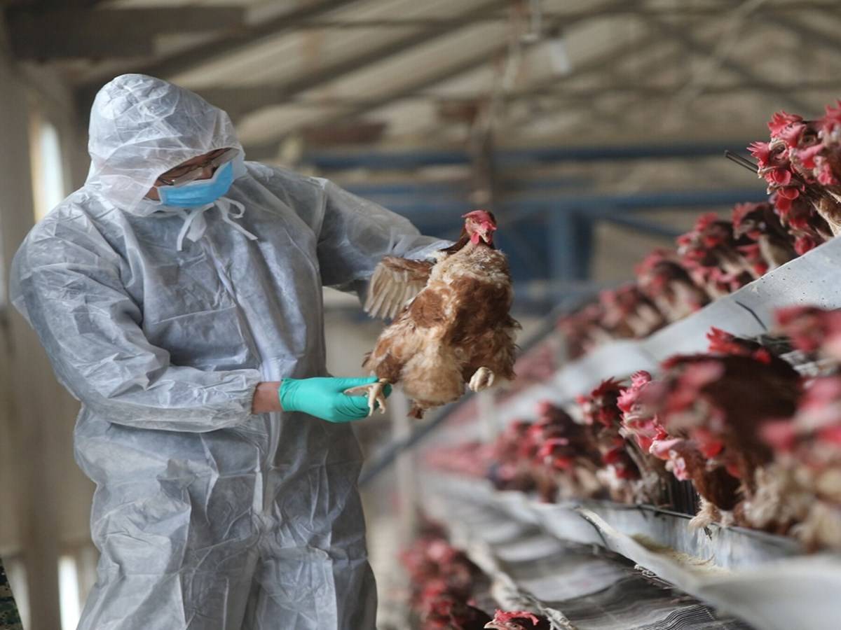 Avian Flu: China Reports First Human Case of H3N8 Bird Flu; Could it be ...