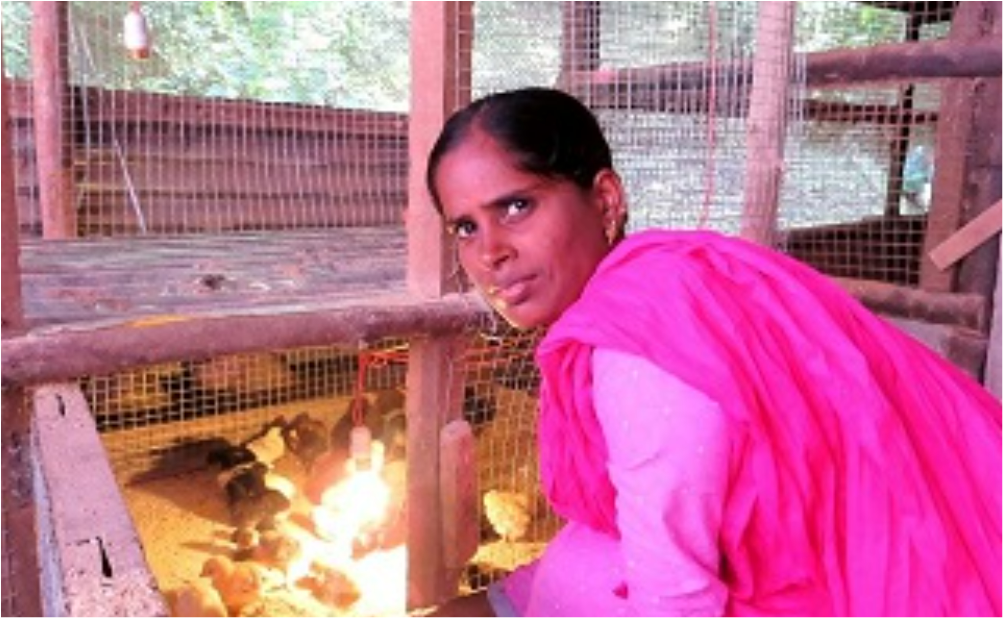 A Rural Women with Mini Incubator Facility to hatch their own chicks