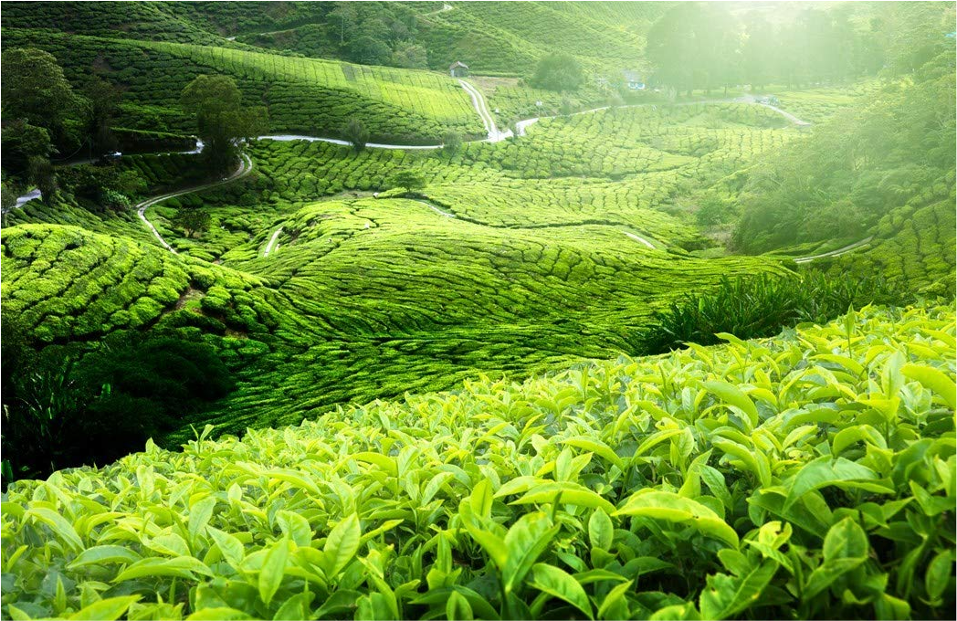 Tea Plantation