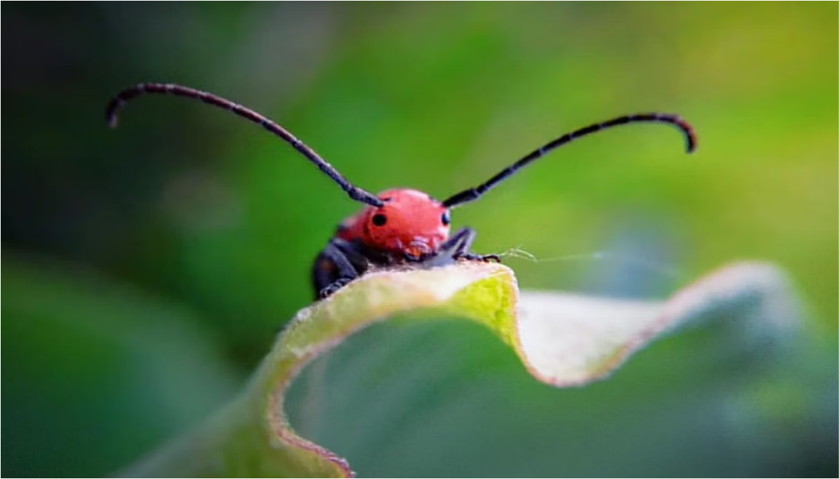 Picture of an Insect