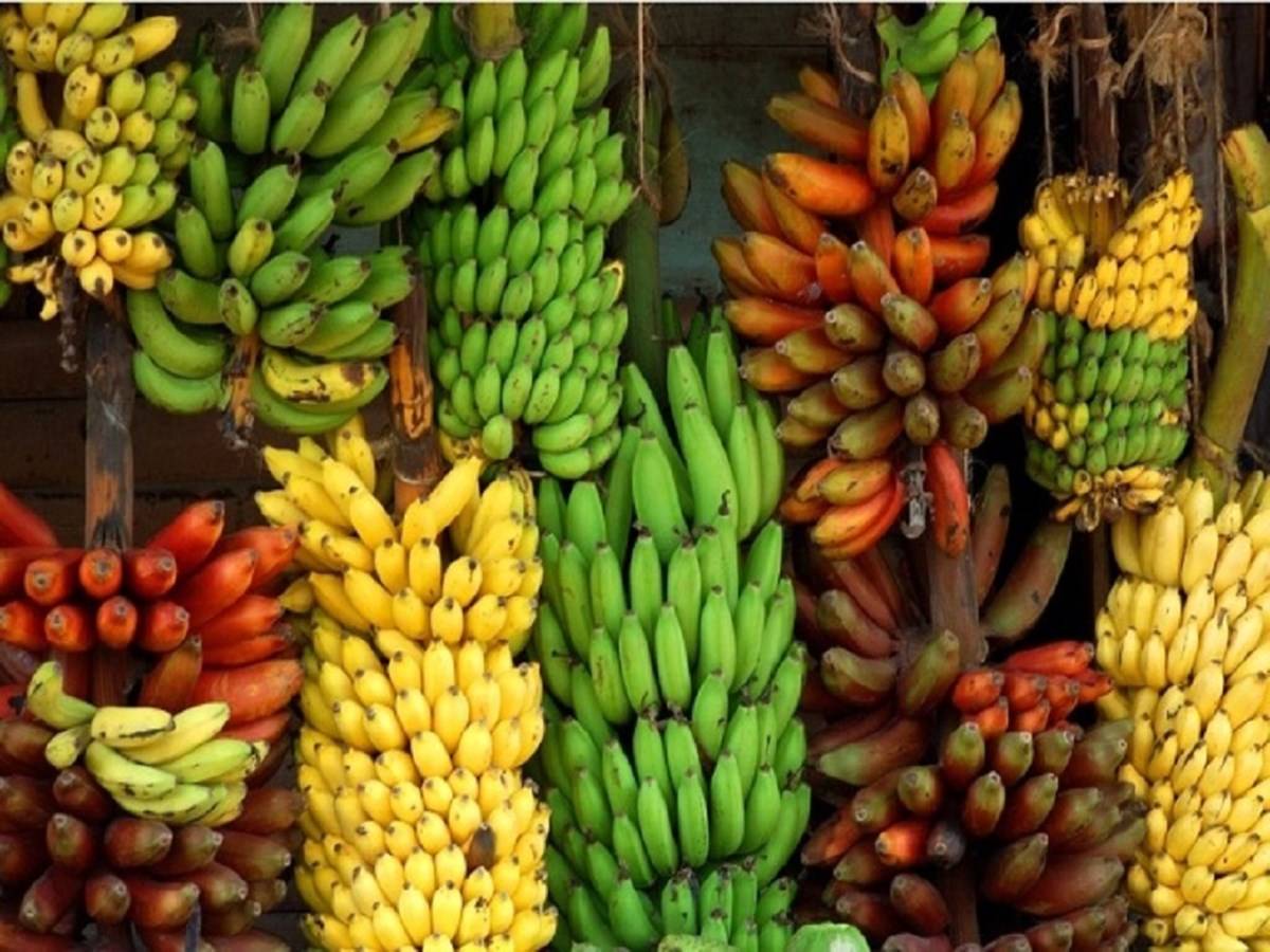 India was the world's top banana grower between 2010 and 2017, producing 29 million tonnes per year