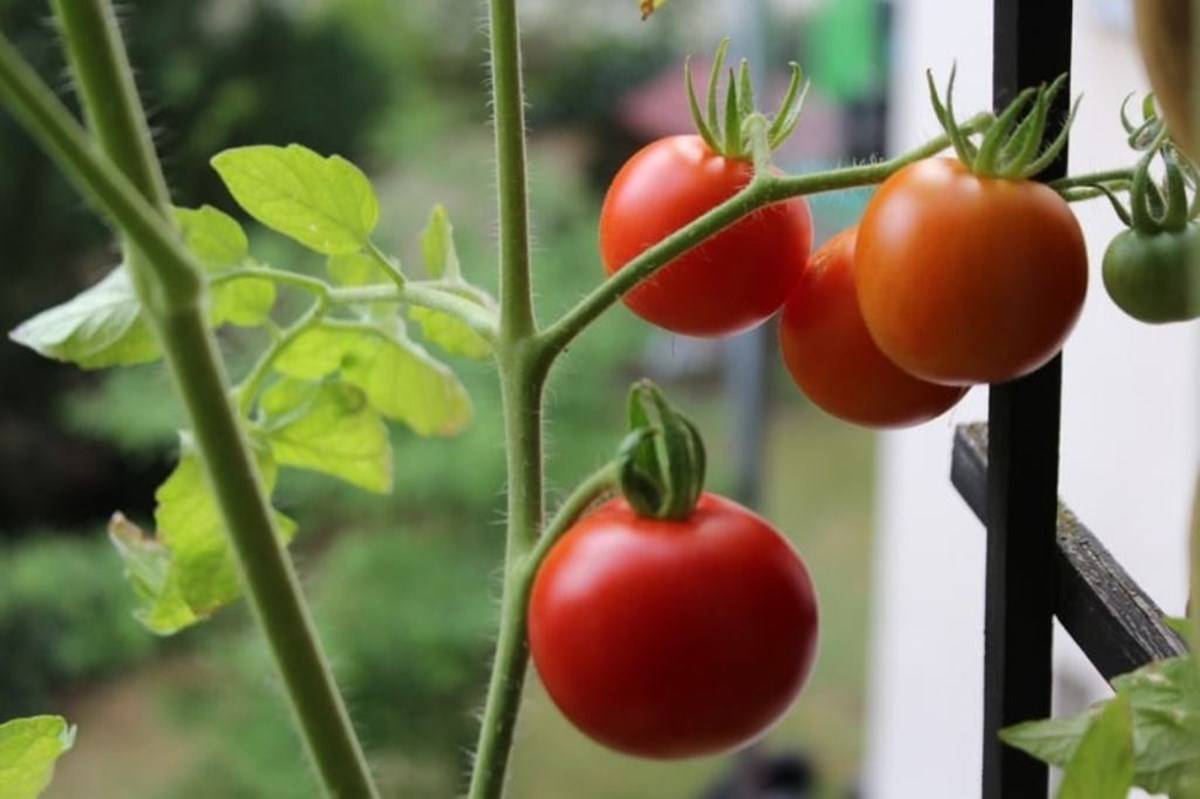 New Nutrient-rich Tomato Variety