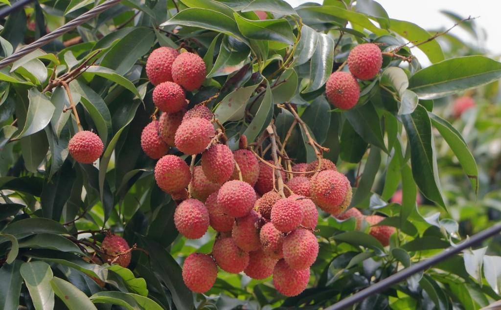 More than 90% of mango and litchi orchards are located in districts that are currently experiencing heatwaves and have been experiencing high temperatures since last month.