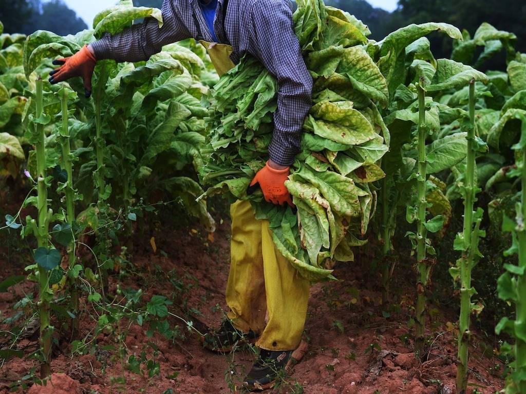 Tobacco Farmer