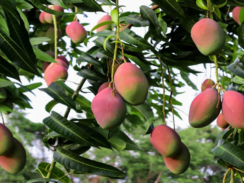 Mango tree maintenance must ensure that the tree continues to produce healthy flowers and fruits in the years ahead