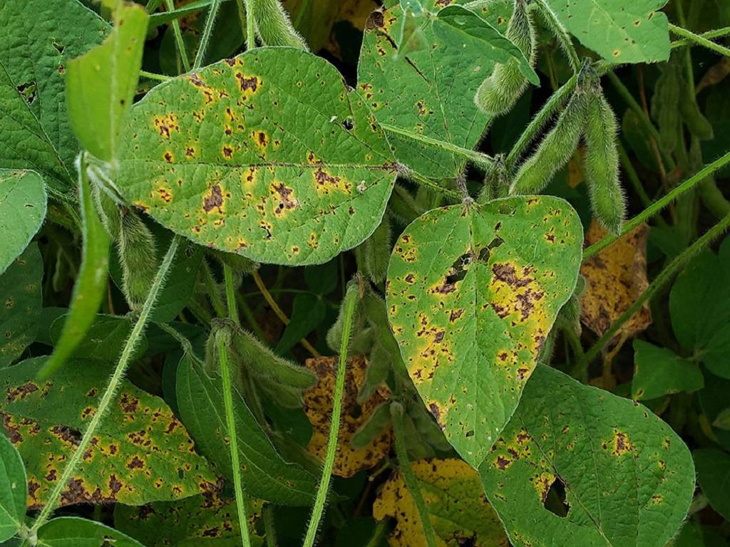 Bacterial Blight