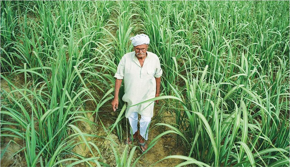 Sugarcane Farmer