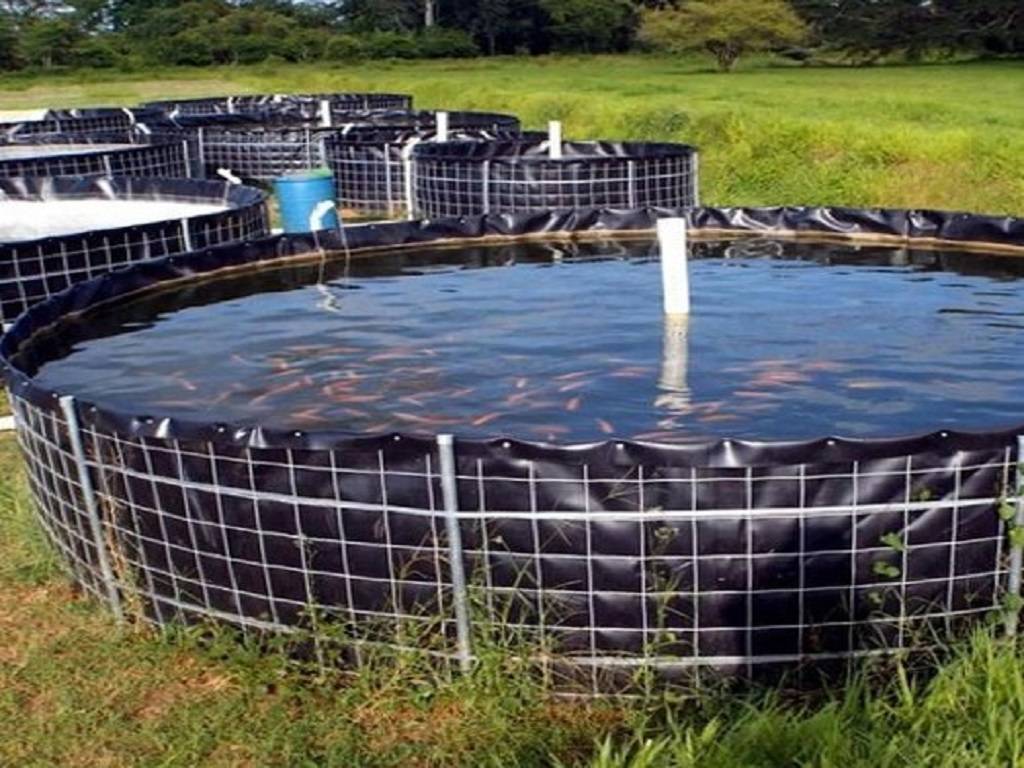 Biofloc system of Fish Farming