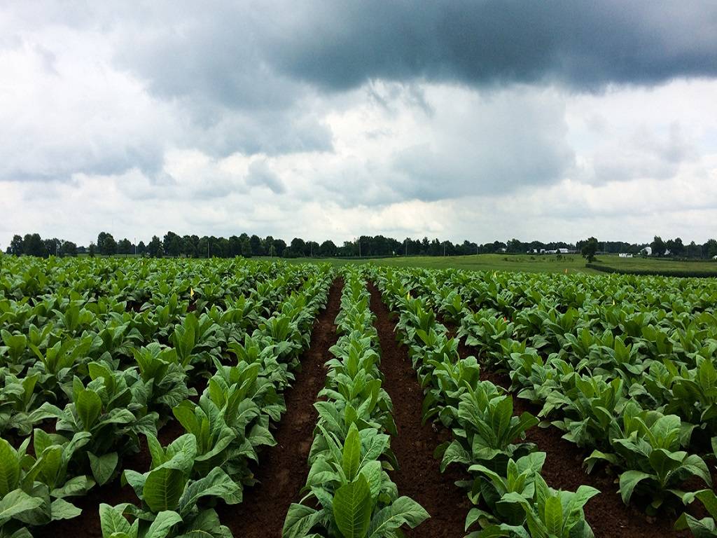 Tobacco Field