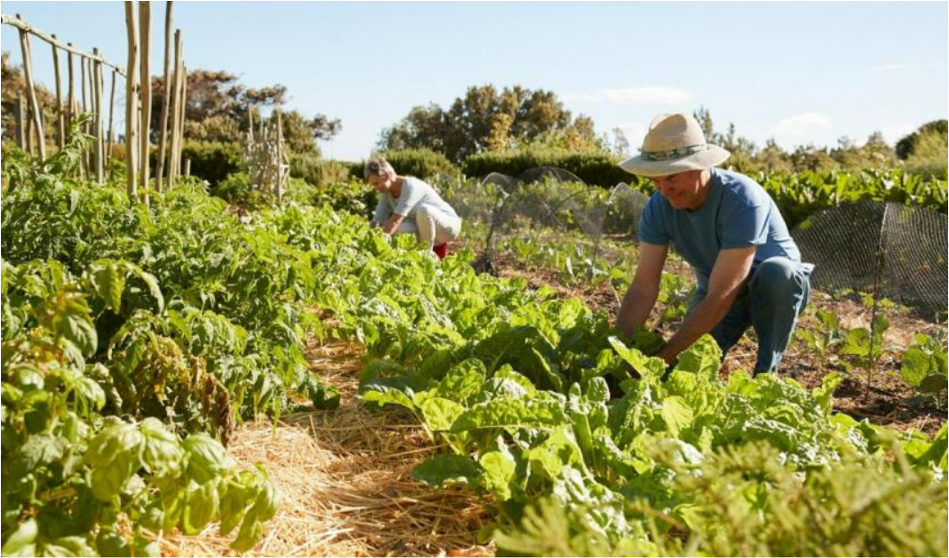 Practicing Sustainable Agriculture