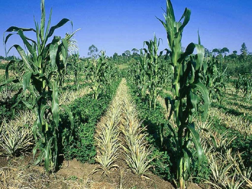 Intercropping in Maize Plant