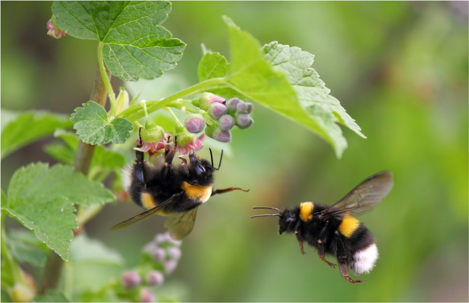 Bees on Plant