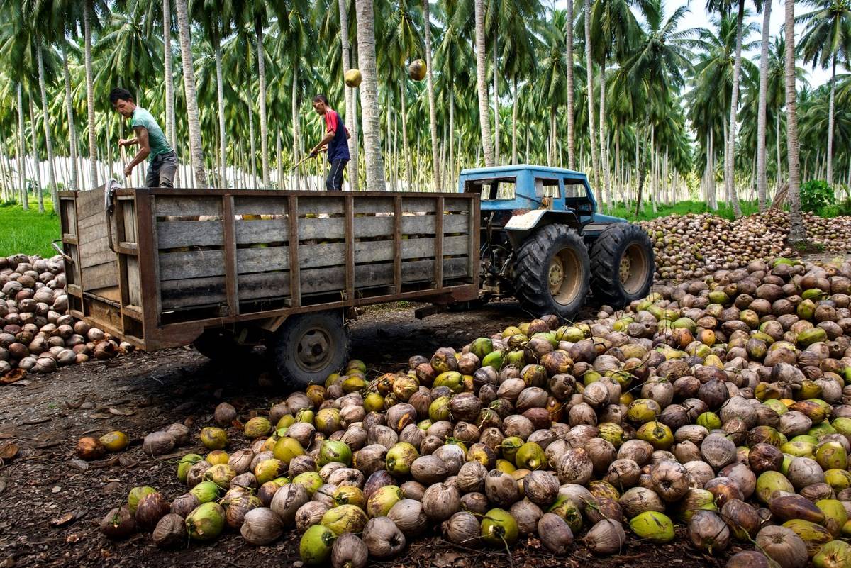 Coconut Farmers