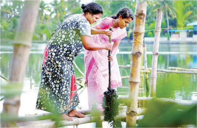 Women Farmers with Green Mussels