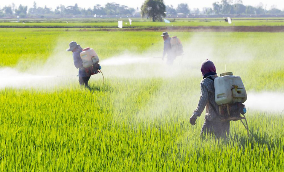 Fertilizing crop field