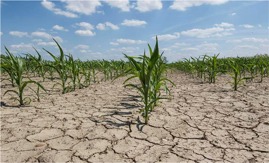 Picture of drought affected cropland