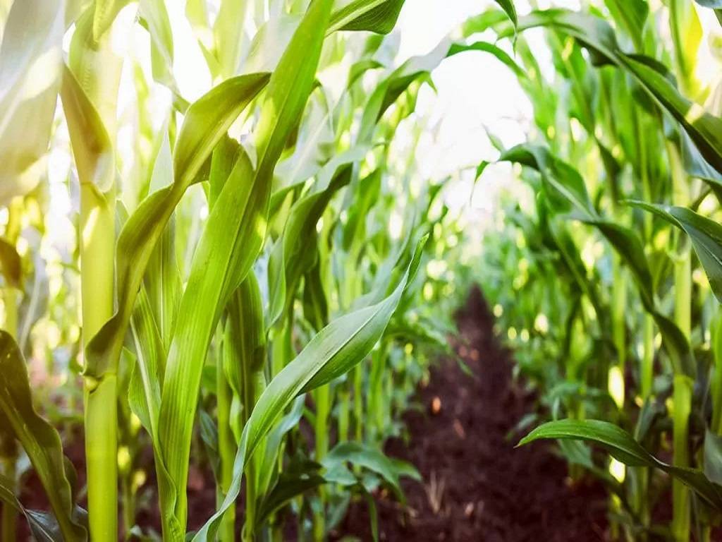Crop Insurance can benefit farmers in numerous ways