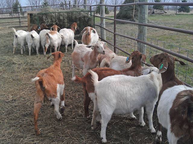 Goat Farming