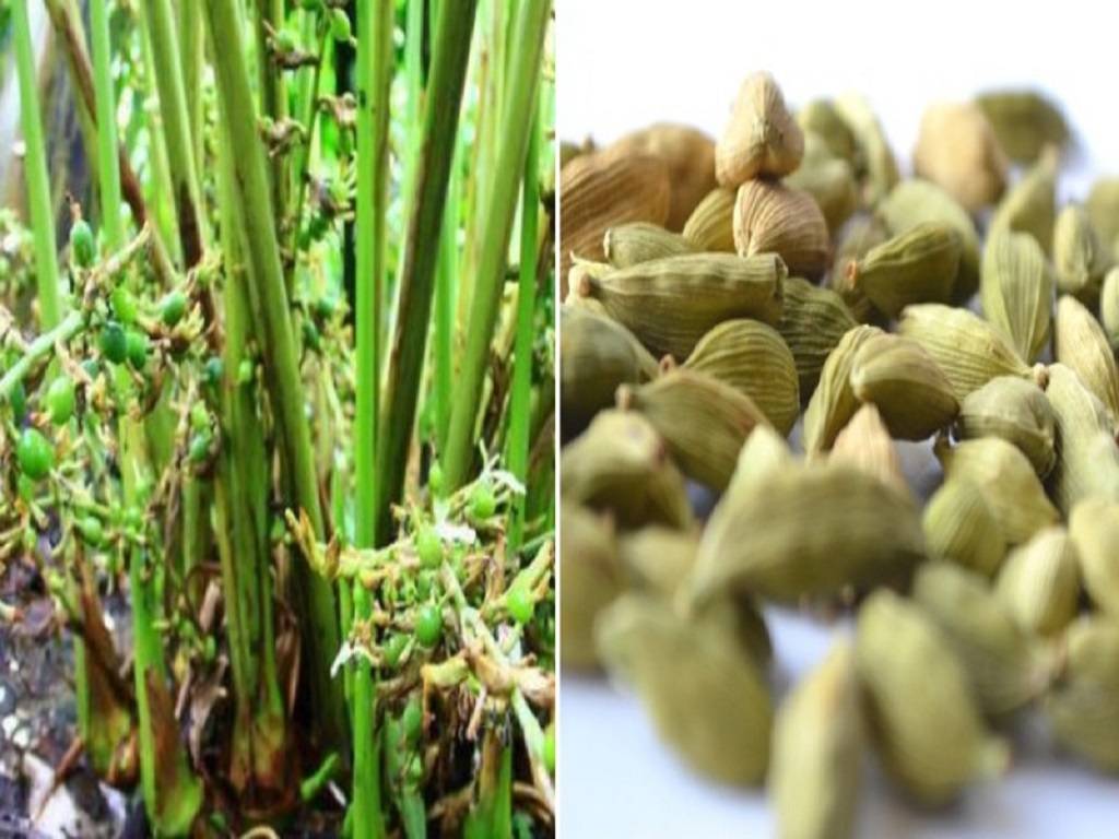 Cardamom growers to get benefit from bio farming