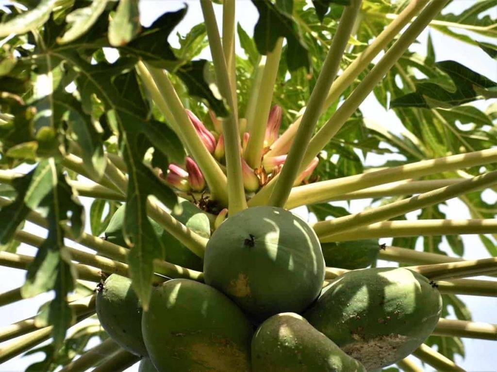 Appropriate nourishment to Papaya Plant can boost the yield with more flavor