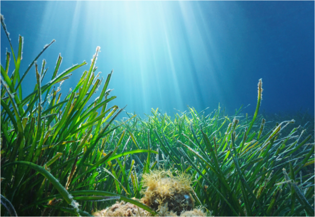 Seagrass