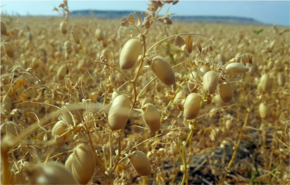 Chick Peas (Representational Picture)