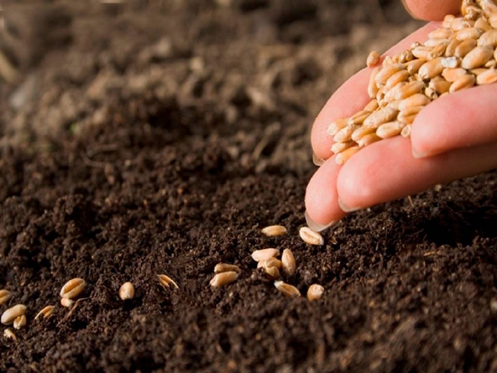 Seed is the basic and most critical input for sustainable agriculture