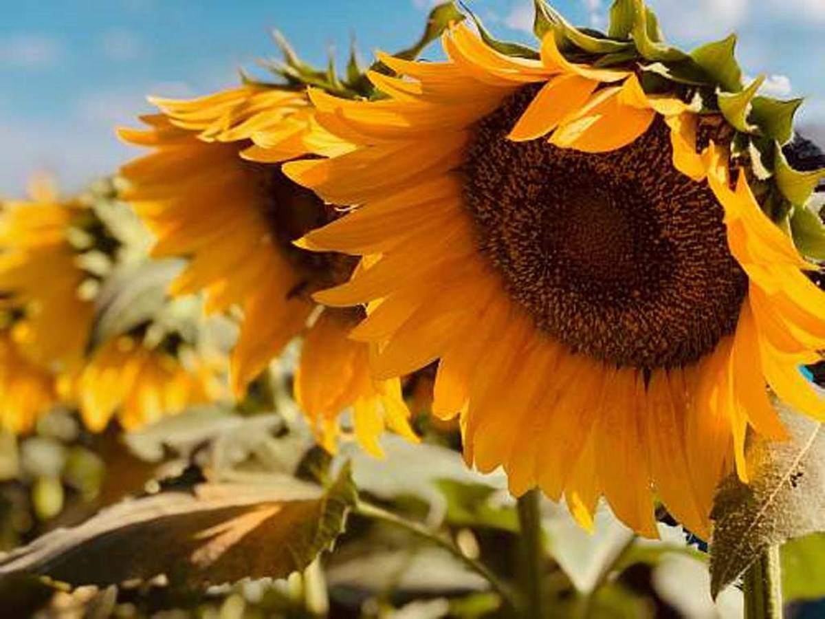 Sunflower Cultivation