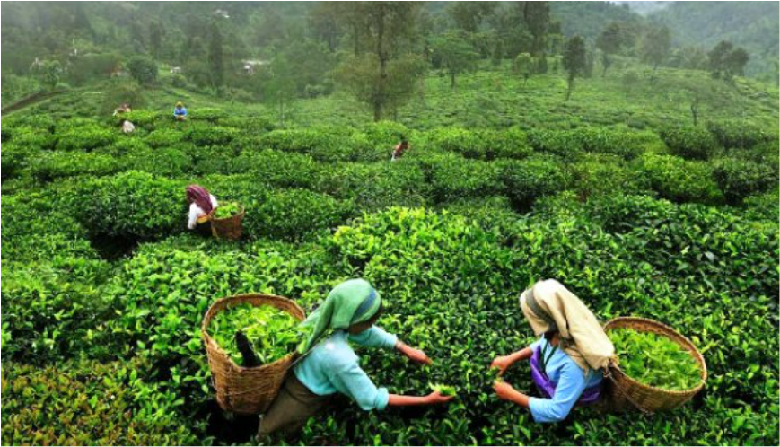 Women Working in Tea Garden