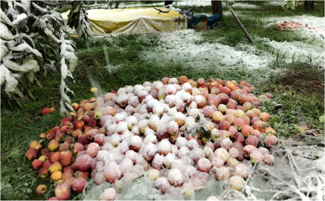 Apple covered with snow