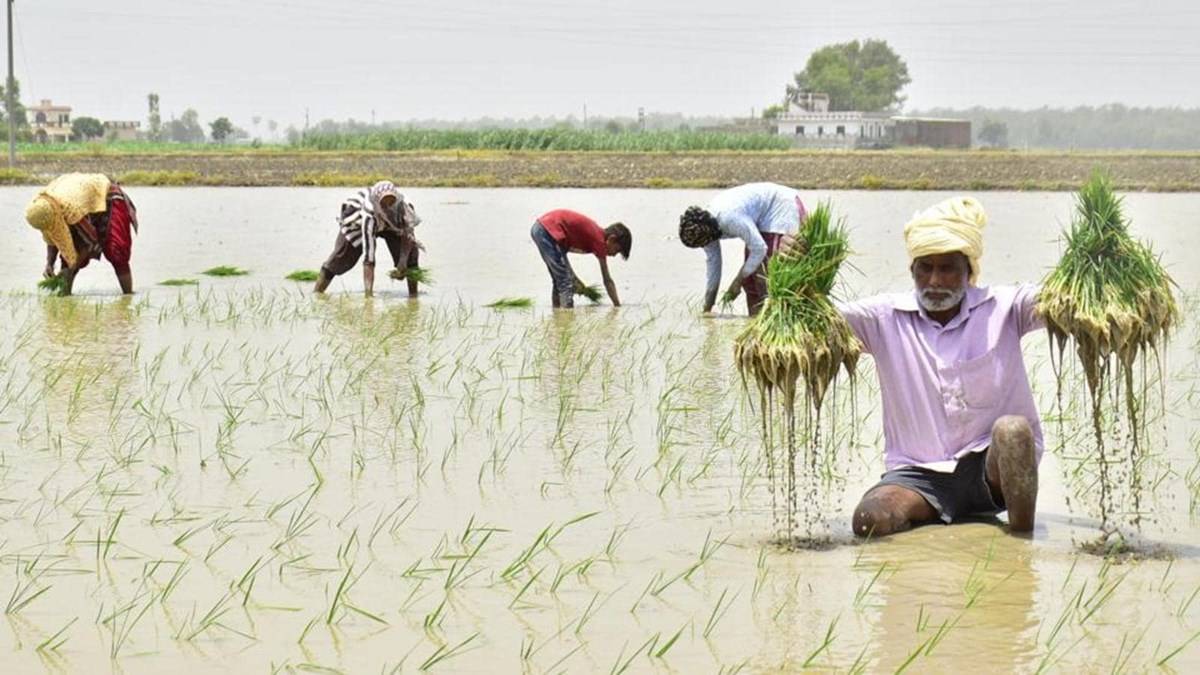 From May 20, the government also approved paddy sowing using the direct seeding rice technique.