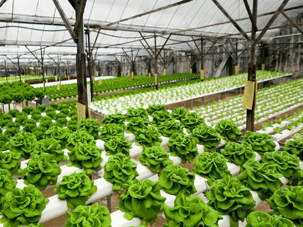 Hydroponic Farming Model