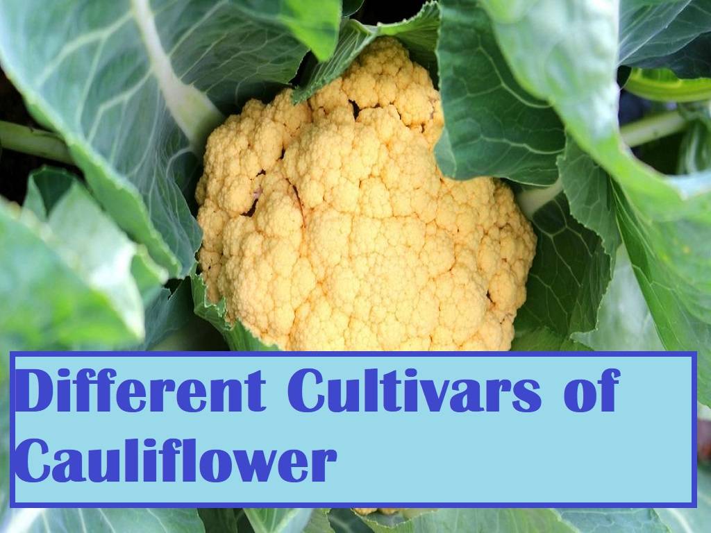 early white cauliflower has an ultra-large 9-inch diameter head