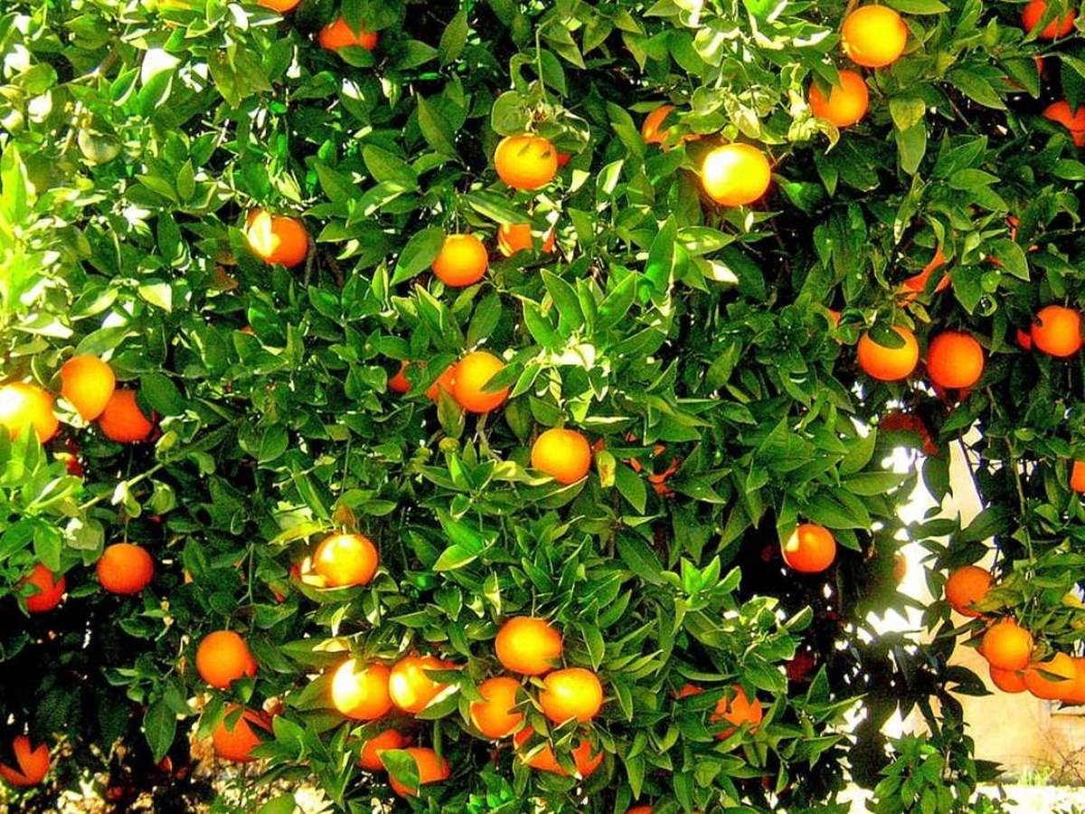 Orange Fruits on the Tree