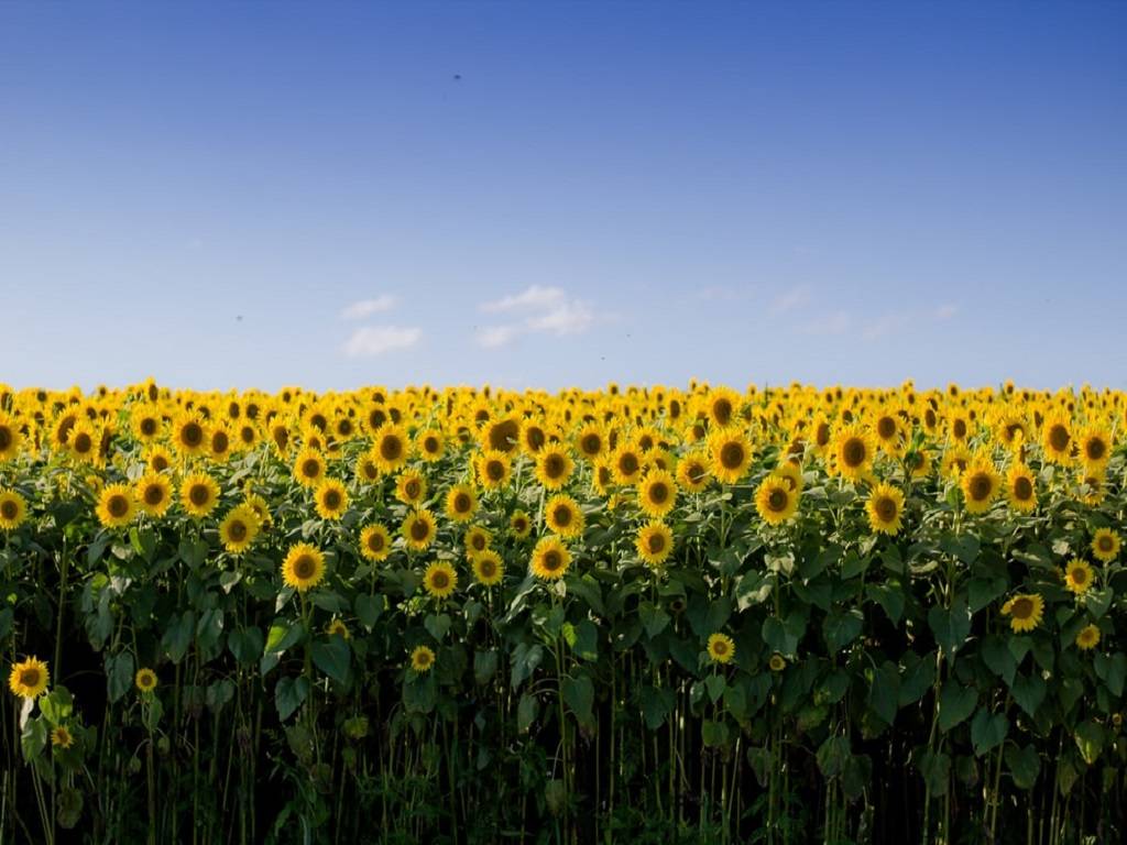 Farmers will face a significant loss in sunflower yield this year