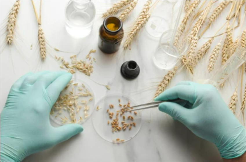 GM Wheat Samples in Lab