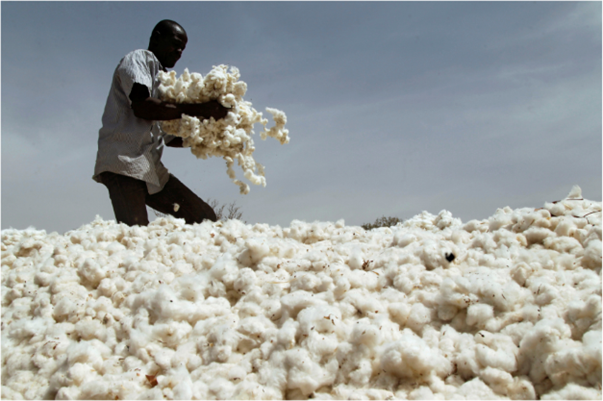 Cotton Farmer