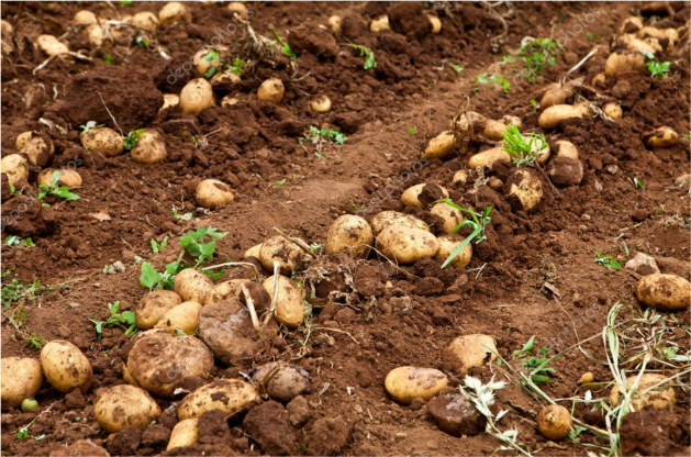 Potatoes in Field