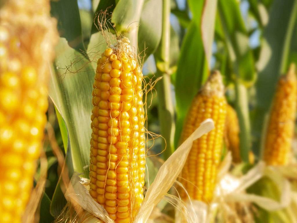 Baby corn cultivation would result in both skilled and unskilled employees being employed