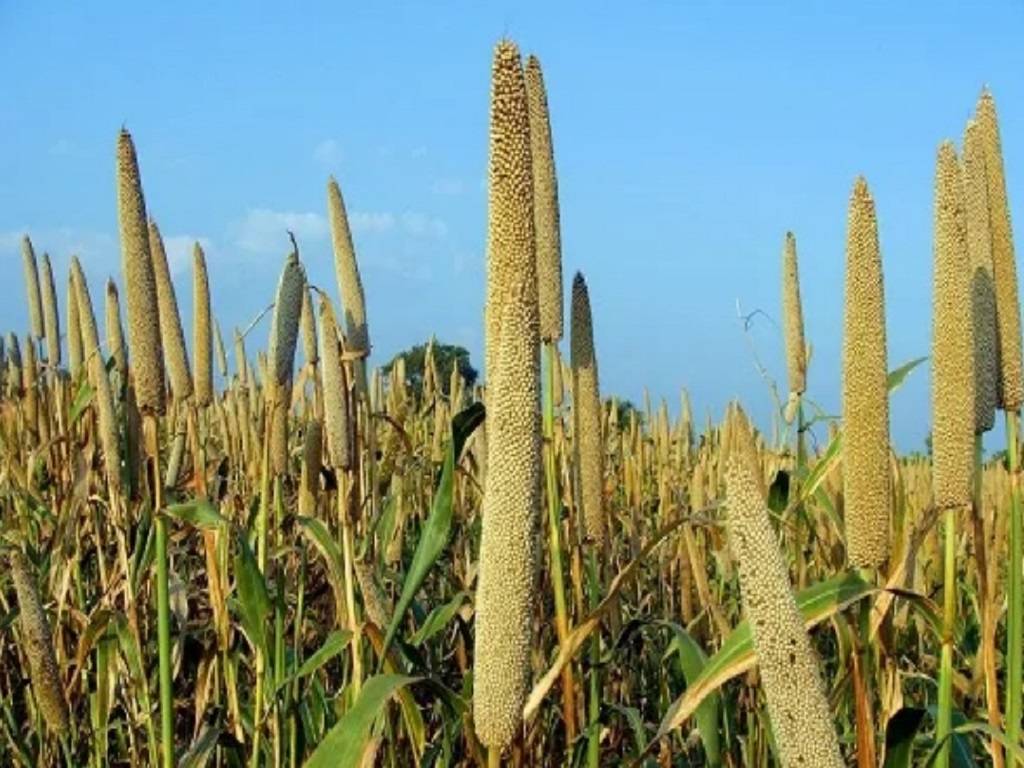 Millets are grown in difficult farming conditions such as low-nutrient and acidic soils making them easy to harvest.