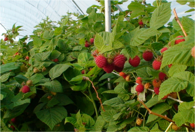 Strawberry Plants